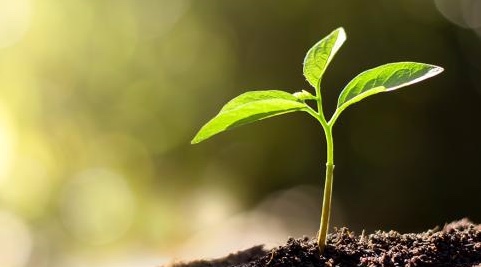 A seedling sprouting from soil with a washed out background.